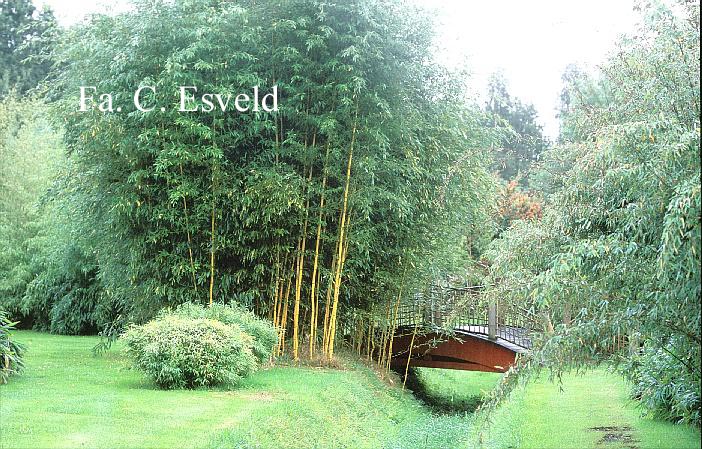 Phyllostachys aureosulcata 'Spectabilis'