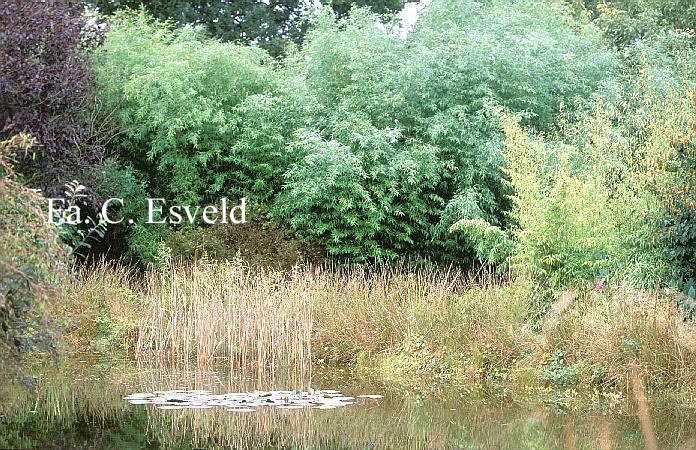 Phyllostachys bissettii