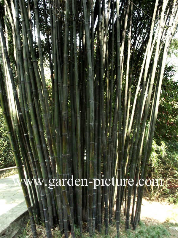Phyllostachys nigra