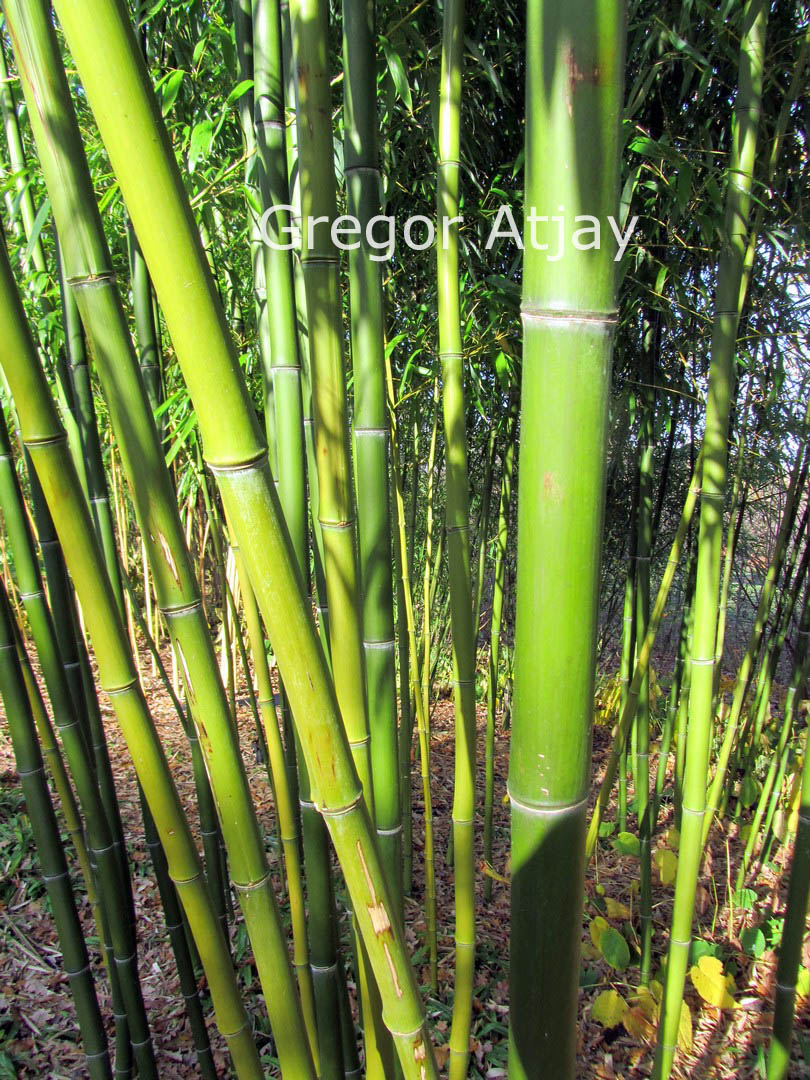 Phyllostachys vivax