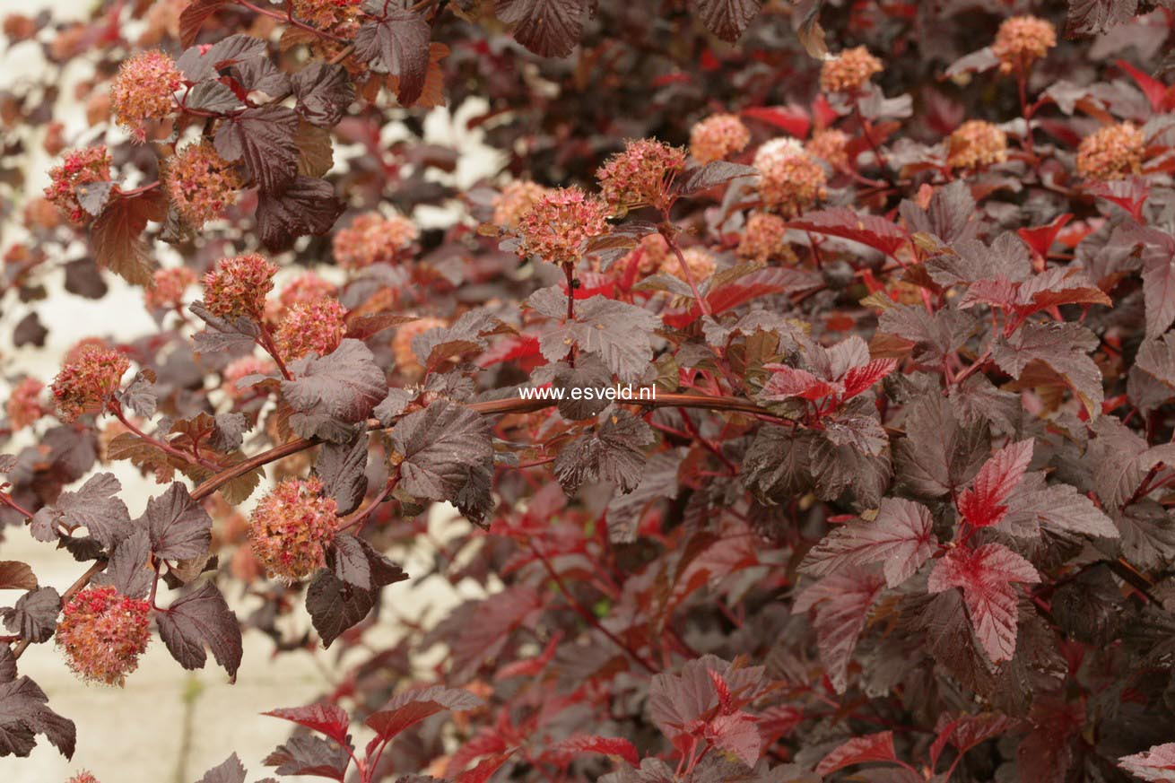 Physocarpus opulifolius 'Tuilad' (LADY IN RED)