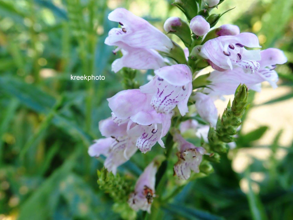Physostegia virginiana 'Bouquet Rose'