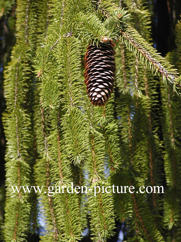 Picea abies 'Virgata'