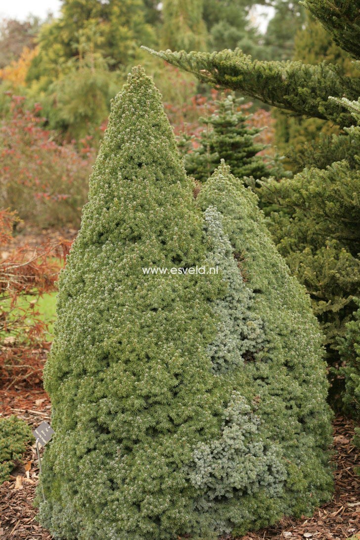 Picea glauca 'Arneson Blue Variegated'