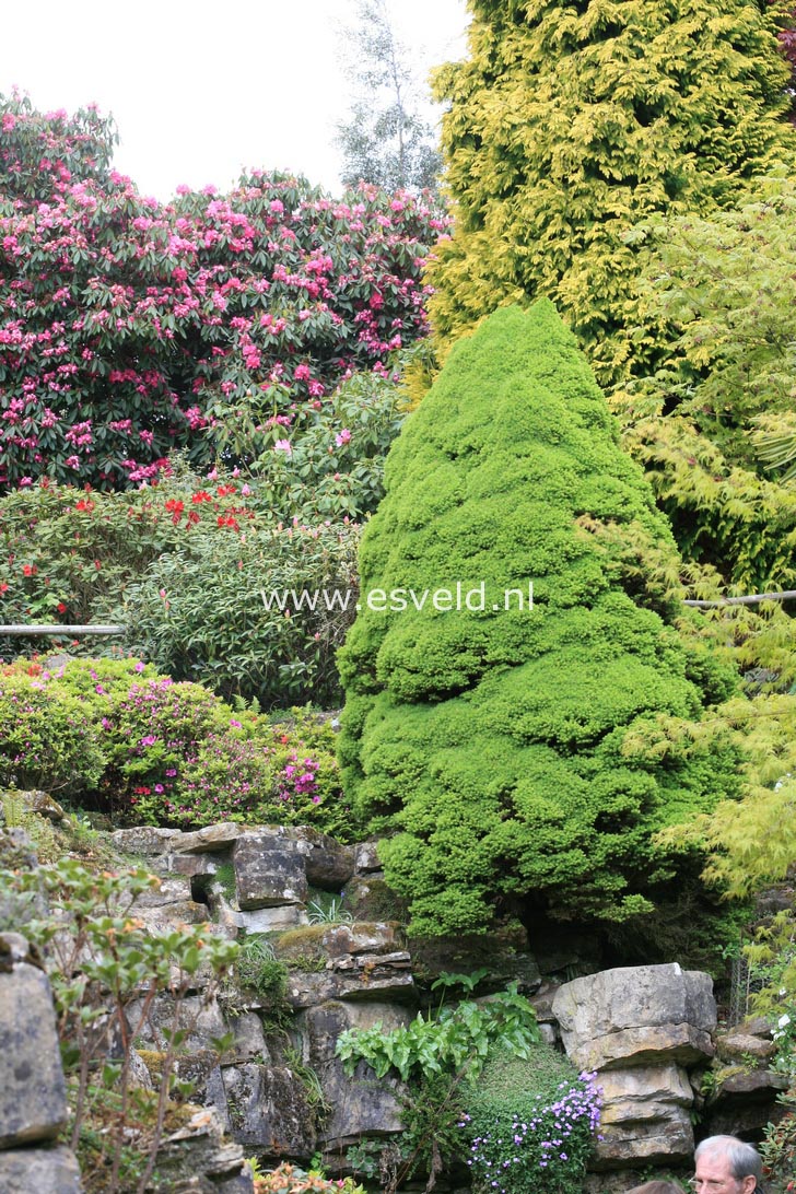 Picea glauca 'Conica'