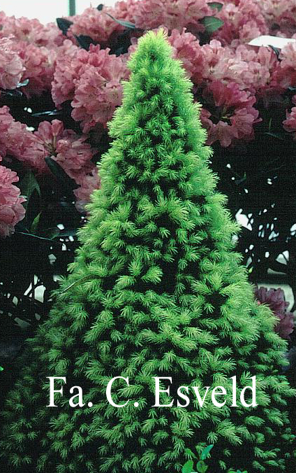 Picea glauca 'Daisy's White'