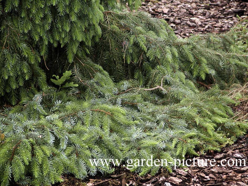 Picea omorika 'Pendula'