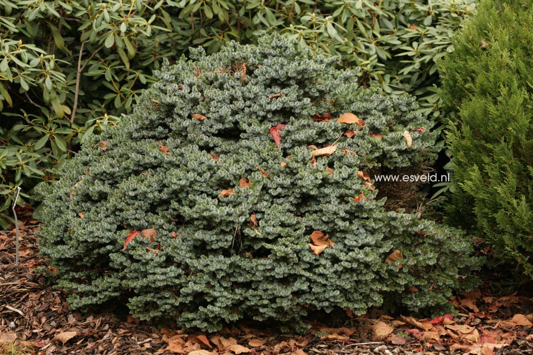 Picea omorika 'Pimoko'