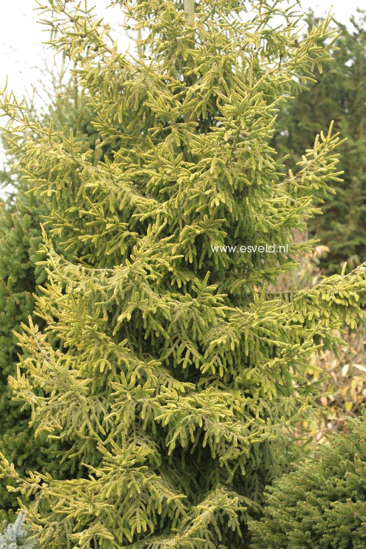Picea orientalis 'Skylands'