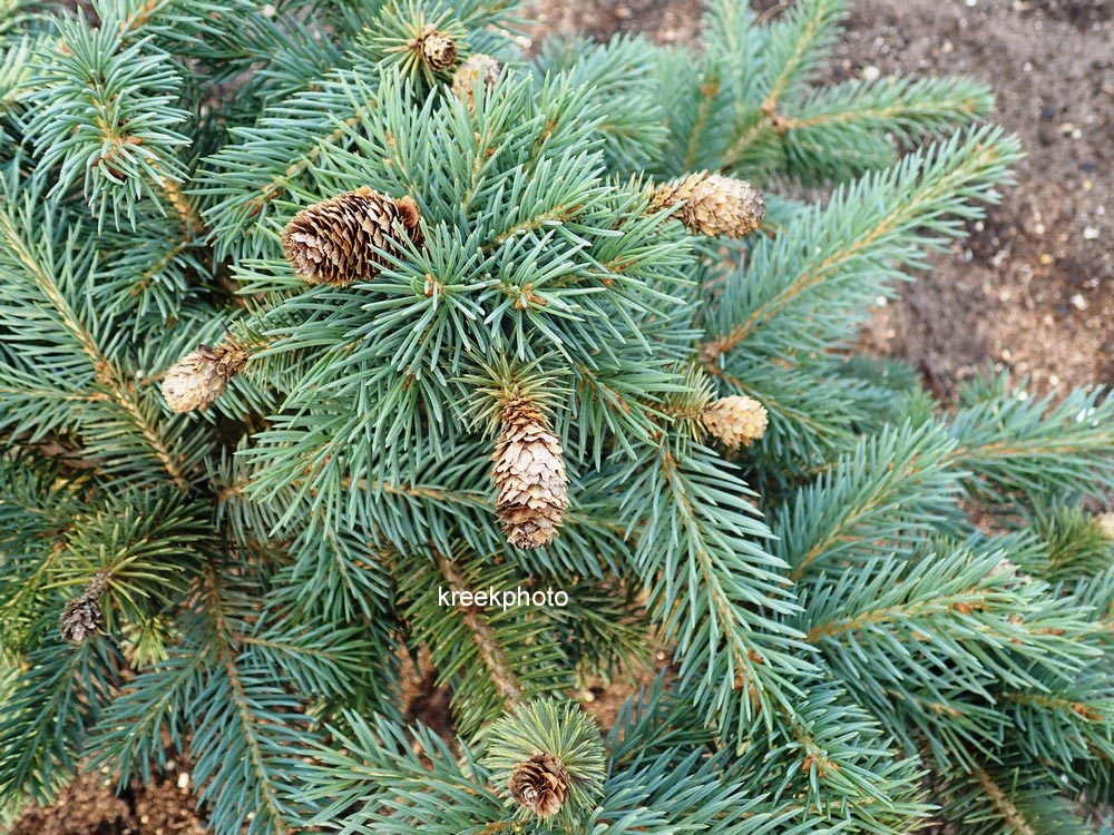 Picea pungens 'Hermann Naue'
