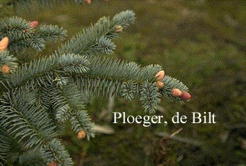 Picea pungens 'Hoopsii'