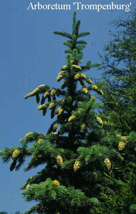 Picea pungens