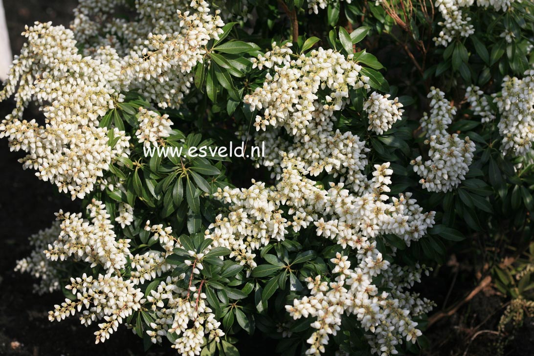 Pieris 'Karenoma'