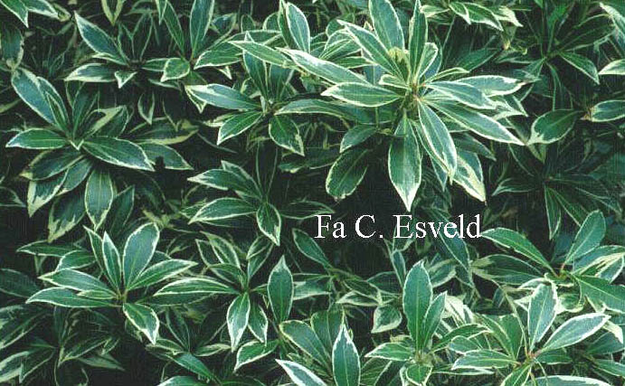 Pieris 'Robin's Wood'