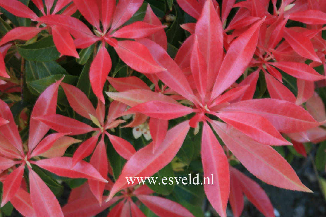 Pieris 'Valley Fire'