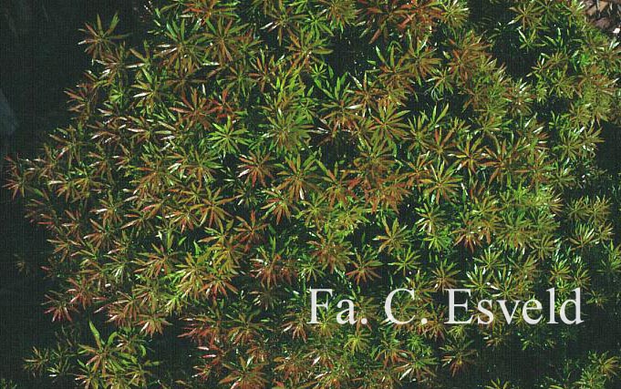 Pieris formosa forrestii