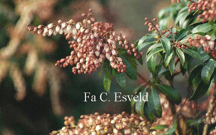 Pieris japonica 'Boltman's Pink'