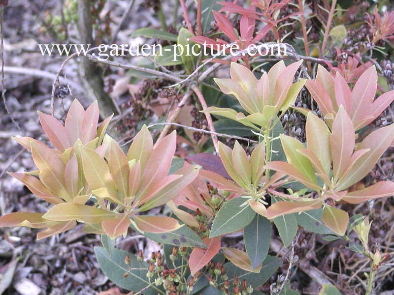Pieris japonica 'Grayswood'