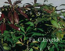 Pieris japonica 'Katsura'