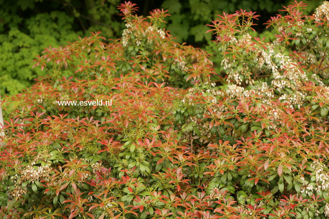Pieris japonica 'Select'