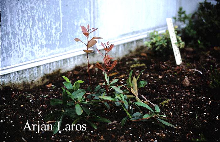 Pieris phillyreofolia