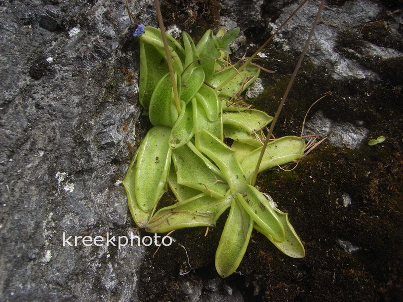 Pinguicula vulgaris