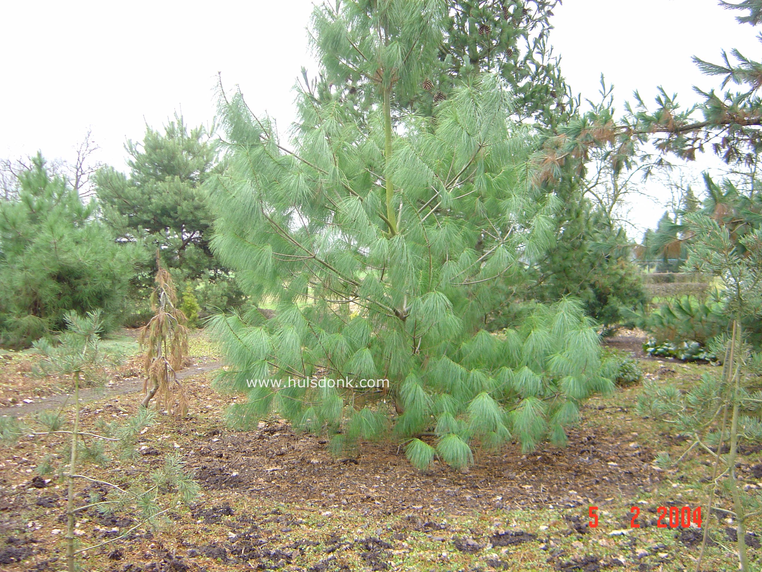 Pinus armandii