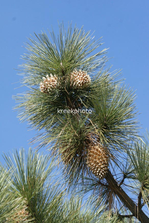 Pinus coulteri