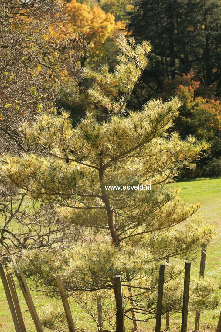 Pinus densiflora 'Oculus-draconis'