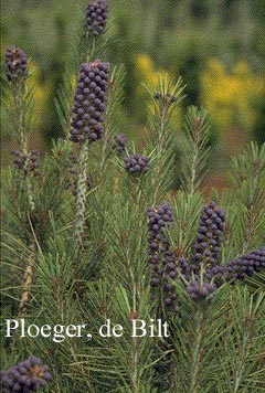 Pinus densiflora 'Umbraculifera'