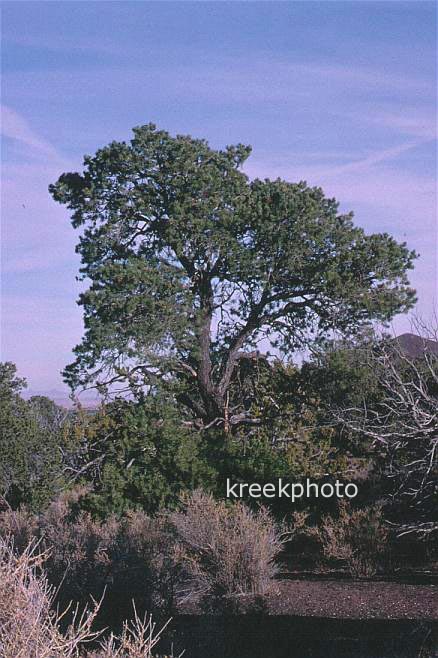 Pinus edulis