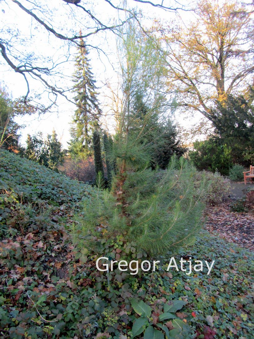 Pinus halepensis