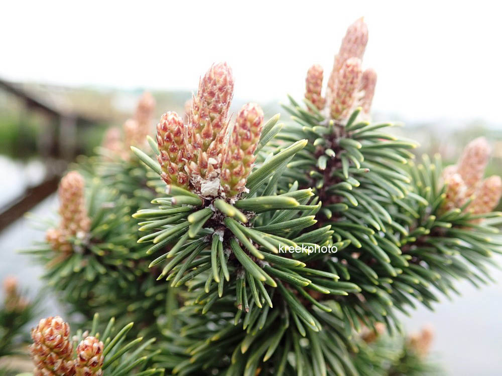 Pinus mugo 'Heinis Triumph'