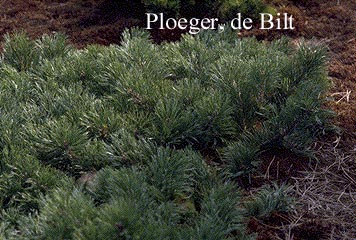 Pinus mugo 'Krauskopf'