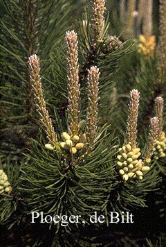 Pinus mugo