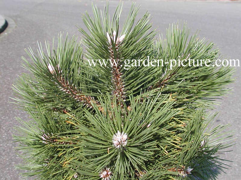 Pinus nigra 'Nana'