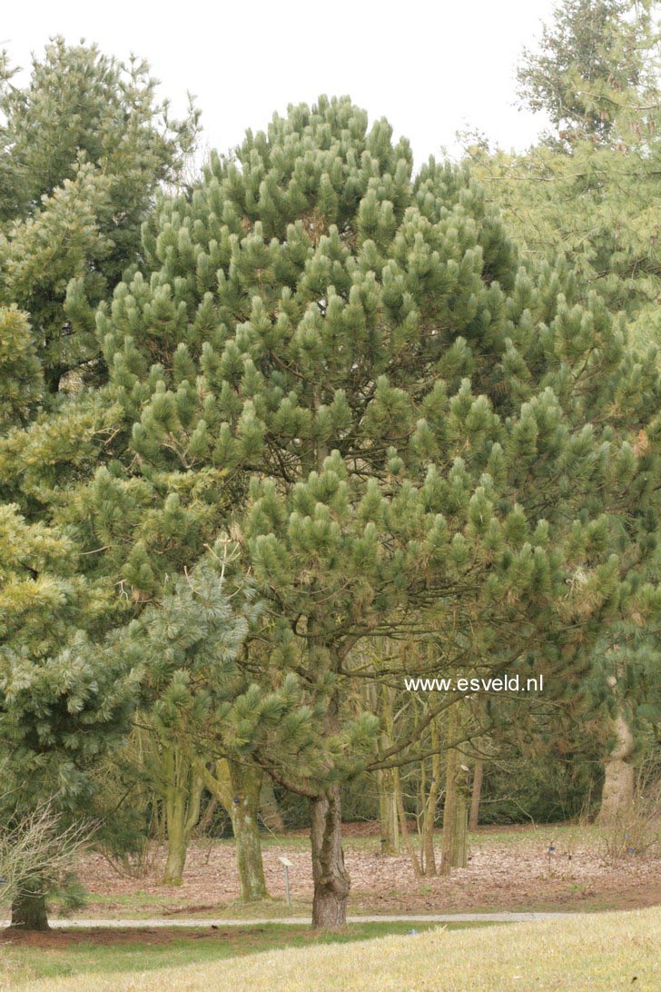 Pinus nigra