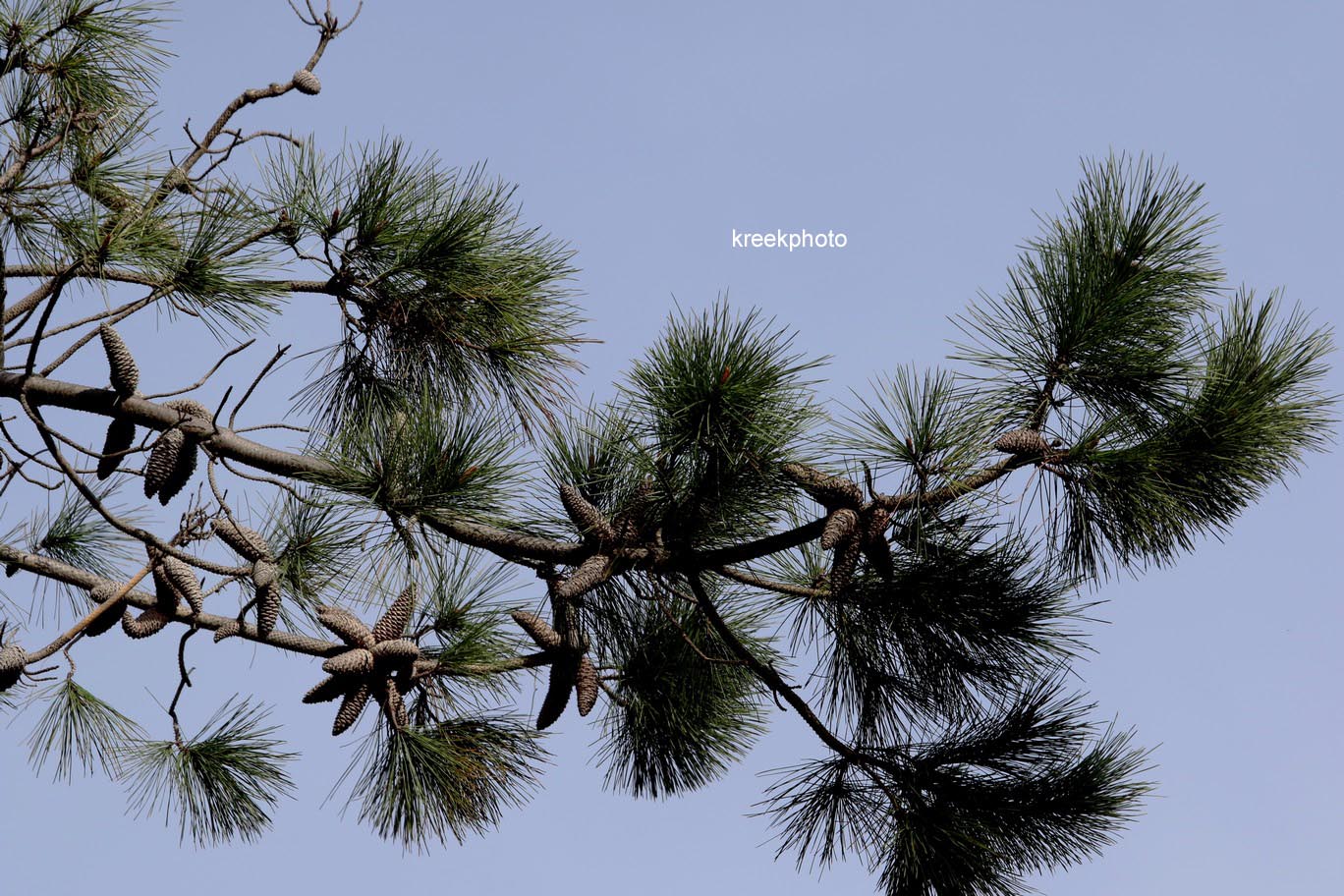 Pinus pinaster