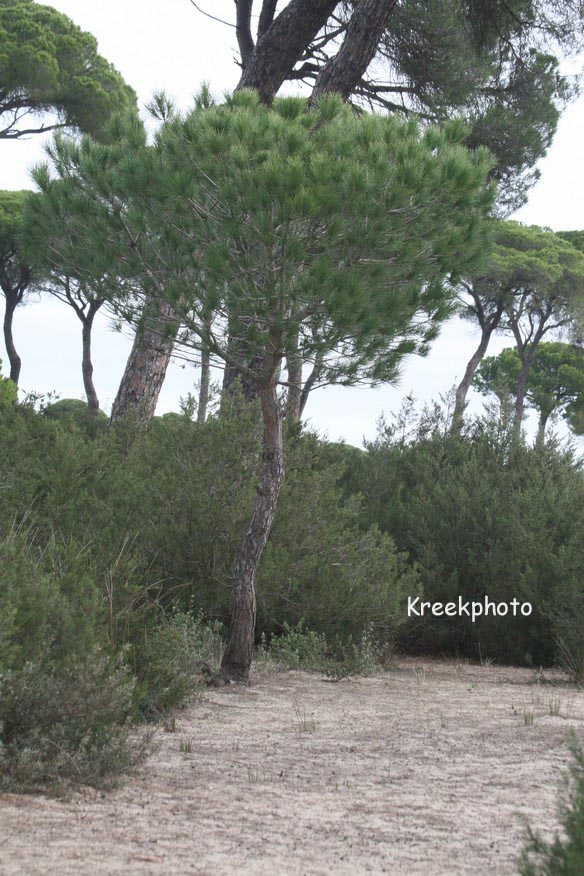 Pinus pinea