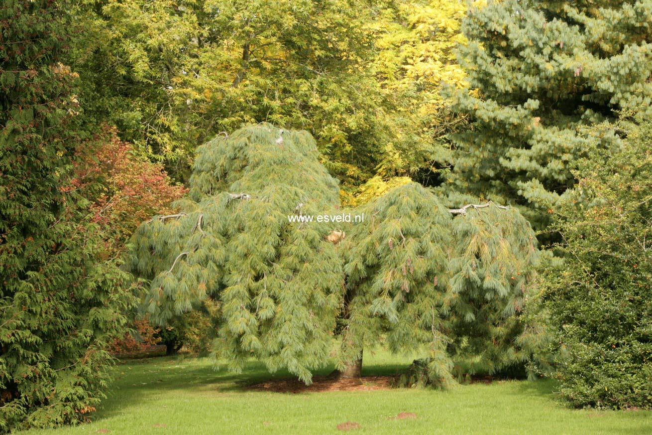 Pinus strobus 'Pendula'