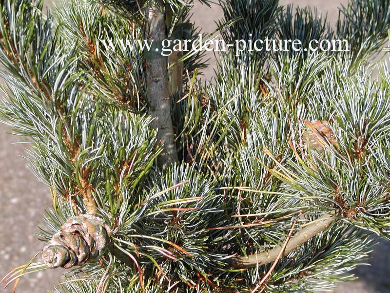 Pinus strobus 'Radiata'