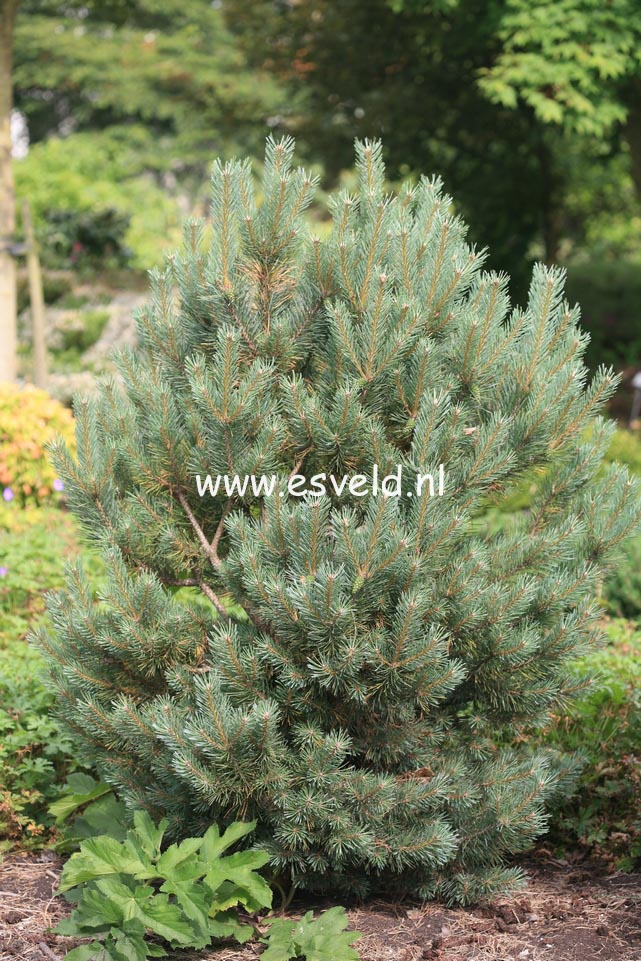 Pinus sylvestris 'Watereri'