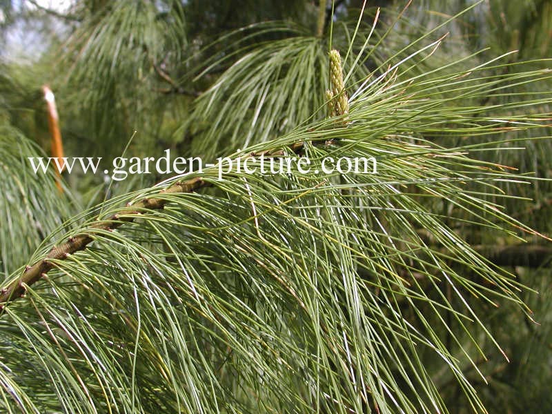 Pinus wallichiana