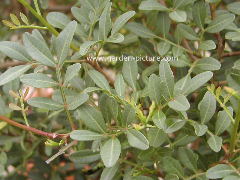 Pistacia lentiscus