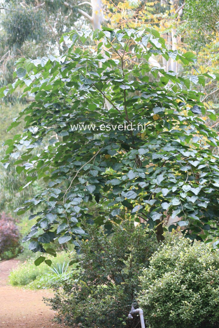 Pittosporum tenuifolium 'Irene Paterson'