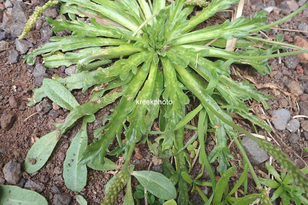 Plantago coronopus