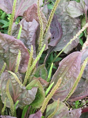 Plantago major 'Purpurea'