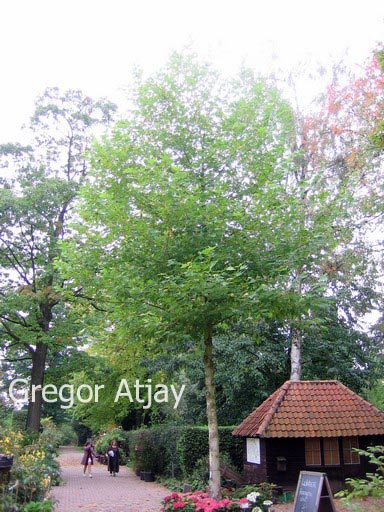 Platanus orientalis cuneata