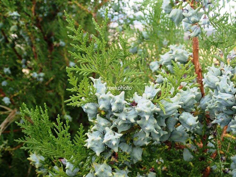 Platycladus orientalis