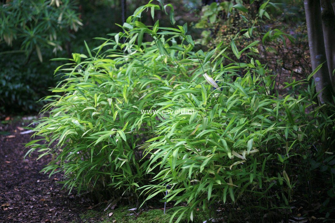 Pleioblastus auricomus